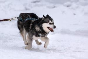 corrida de cães de trenó. equipe de cães de trenó husky no arnês corre e puxa o motorista do cão. competição de campeonato de esporte de inverno. foto