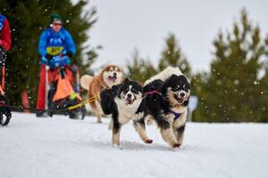 corrida de cães de trenó husky foto