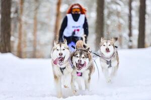 corrida de cães de trenó husky siberiano foto