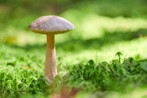 cogumelo de bétula. fungo comestível crescendo em musgo. bolete fantasma branco. espaço de cópia foto