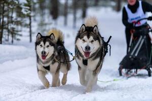 corrida de cães de trenó. equipe de cães de trenó husky no arnês corre e puxa o motorista do cão. competição de campeonato de esporte de inverno. foto