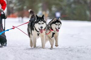 corrida de cães de trenó. equipe de cães de trenó husky no arnês corre e puxa o motorista do cão. competição de campeonato de esporte de inverno. foto