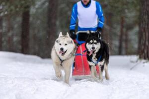 corrida de cães de trenó. equipe de cães de trenó husky no arnês corre e puxa o motorista do cão. competição de campeonato de esporte de inverno. foto