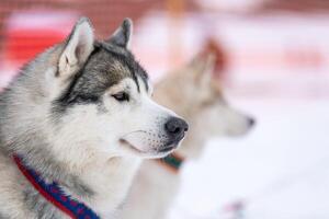 retrato de cachorro rouco, fundo de inverno nevado. animal de estimação engraçado andando antes do treinamento de cães de trenó. foto