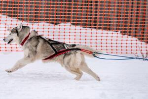 corrida de cães de trenó. equipe de cães de trenó husky no arnês corre e puxa o motorista do cão. competição de campeonato de esporte de inverno. foto