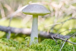 cogumelo de bétula. fungo comestível crescendo em musgo. bolete fantasma branco. espaço de cópia foto