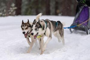 corrida de cães de trenó. equipe de cães de trenó husky no arnês corre e puxa o motorista do cão. competição de campeonato de esporte de inverno. foto