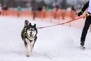 skijoring de cães de trenó. husky sled dog puxar musher. competição de campeonato esportivo. foto