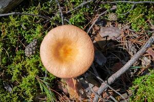 cogumelo russula na floresta. pequeno fungo comestível. cogumelo saboroso comestível. foto