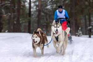 corrida de cães de trenó. equipe de cães de trenó husky puxa um trenó com motorista de cães. competição de inverno. foto