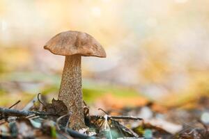 cogumelo leccinum versipelle. bolete de bétula laranja na floresta de outono. coleção sazonal de cogumelos comestíveis foto