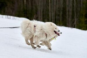 correndo cachorro samoiedo na corrida de cães de trenó foto