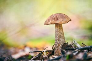 cogumelo leccinum versipelle na floresta de outono. bolete de bétula laranja. refeição saudável comestível. foto