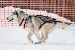 corrida de cães de trenó. equipe de cães de trenó husky no arnês corre e puxa o motorista do cão. competição de campeonato de esporte de inverno. foto