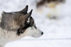 retrato de cachorro rouco, fundo de inverno nevado. animal de estimação engraçado andando antes do treinamento de cães de trenó. foto