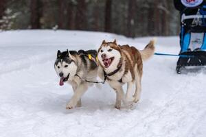 corrida de cães de trenó. equipe de cães de trenó husky no arnês corre e puxa o motorista do cão. competição de campeonato de esporte de inverno. foto