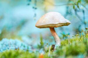 cogumelo leccinum versipelle em musgo líquen cladonia rangiferina. lindo bolete de bétula laranja na floresta de outono. foto