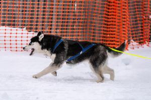 corrida de cães de trenó. equipe de cães de trenó husky no arnês corre e puxa o motorista do cão. competição de campeonato de esporte de inverno. foto