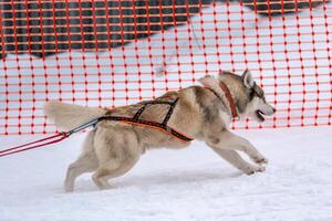 corrida de cães de trenó. equipe de cães de trenó husky no arnês corre e puxa o motorista do cão. competição de campeonato de esporte de inverno. foto