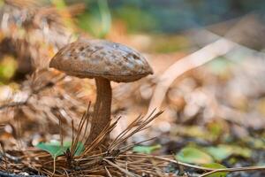 cogumelo leccinum versipelle. bolete de bétula laranja na floresta de outono. coleção sazonal de cogumelos comestíveis foto