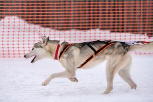 corrida de cães de trenó. equipe de cães de trenó husky no arnês corre e puxa o motorista do cão. competição de campeonato de esporte de inverno. foto