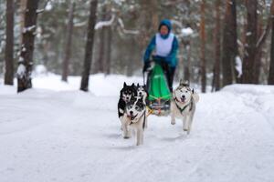 corrida de cães de trenó. equipe de cães de trenó husky puxa um trenó com musher de cães. competição de inverno. foto