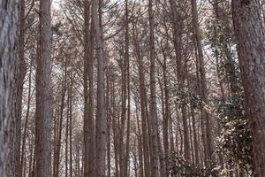 arborizado floresta árvores retroiluminado de dourado luz solar antes pôr do sol. uma lindo natural floresta. inverno viagem relaxar período de férias conceito. foto