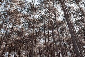 arborizado floresta árvores retroiluminado de dourado luz solar antes pôr do sol. uma lindo natural floresta. inverno viagem relaxar período de férias conceito. foto