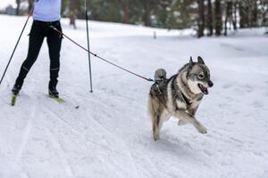 corrida de cães de trenó. equipe de cães de trenó husky no arnês corre e puxa o motorista do cão. competição de campeonato de esporte de inverno. foto