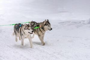 corrida de cães de trenó. equipe de cães de trenó husky no arnês corre e puxa o motorista do cão. competição de campeonato de esporte de inverno. foto