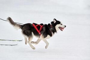 corrida de esporte de cão skijoring foto