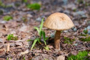 cogumelo leccinum versipelle na floresta de outono. bolete de bétula laranja. refeição saudável comestível. foto