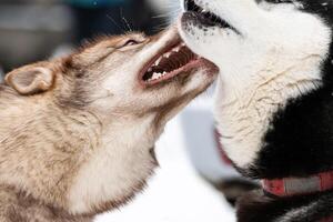 cães husky latem, mordem e brincam na neve. engraçado jogo de inverno de cães de trenó. sorriso agressivo de husky siberiano. foto