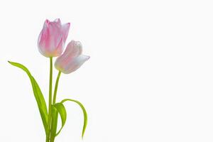 Primavera flores coloridas tulipas. coleção floral. foto