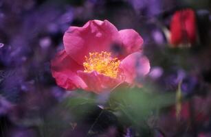 uma Rosa rosa é dentro a meio do uma campo do roxa flores foto