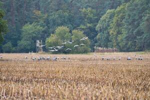 guindastes às uma em repouso Lugar, colocar em uma colhido milho campo dentro frente do uma floresta. pássaros foto