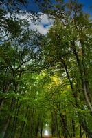 Visão para dentro a copa de árvore do uma decíduo floresta. foto a partir de uma natureza parque em a darss