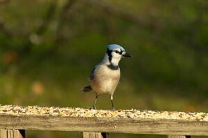 isto lindo azul Jay pássaro é em pé em a de madeira corrimão. a bonita pássaro parece gostar ele é sobre para atacar mas esperando para a certo momento. dele branco barriga em pé Fora a partir de dele azul penas. foto