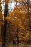 a lindo outono folhagem realmente carrinhos Fora dentro isto arborizado área. a amarelos e laranjas quase Veja gostar a árvores estão em fogo. outono tem chegado e a folhas estão sobre para derrubar. foto