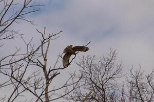 isto lindo trilho vermelho Falcão estava levando fora a partir de a árvore quando Eu tomou isto cenário. isto ampla raptor é lindo para assistir. a ampla Envergadura esticado Fora bonita distante. Eu amor a Castanho penas. foto