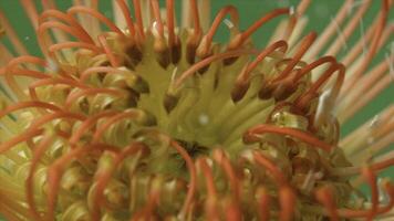 fechar acima do leucospermum flor dentro borbulhante água. estoque imagens de vídeo. incomum flor broto com pétalas olhando gostar tentáculos. foto