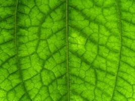 verde folha do aposta selvagem erva-cidreira plantar. foto