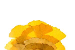 seco ginkgo folhas foto