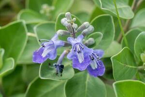 vitex rotundifolia plantar. foto