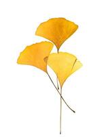 seco ginkgo folhas foto