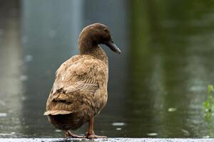 cáqui Campbell pato. foto