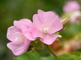 Rosa dombeya flor em árvore. foto