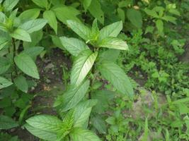 planta de hortelã-pimenta mentha piperita foto