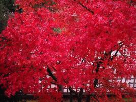 árvore acer de bordo vermelho foto