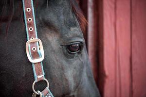 cabeça de cavalo e olhos fecham foto